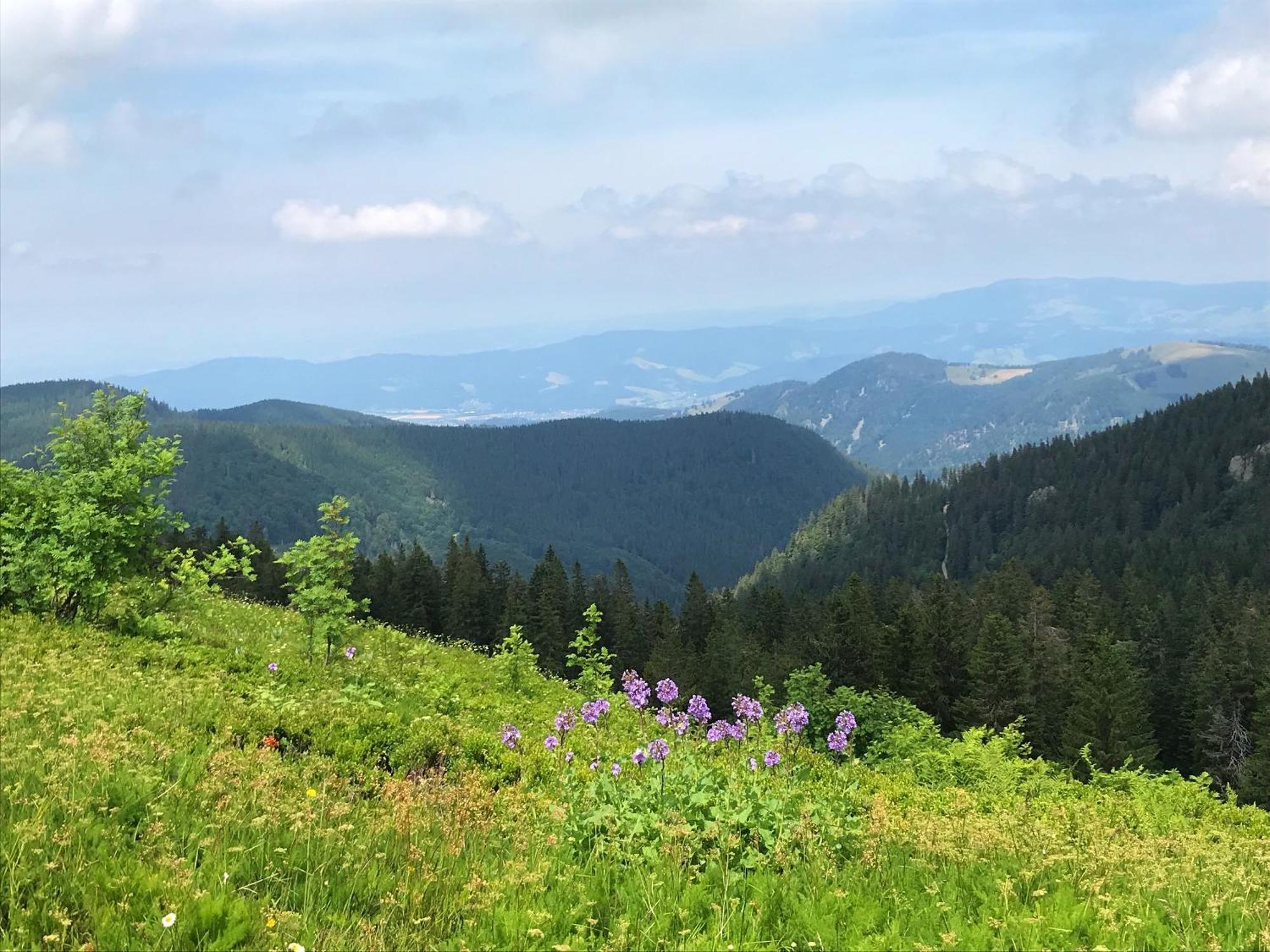 Ferienhaus Robin Titisee-Neustadt Exteriör bild